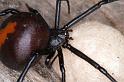 Latrodectus_hasselti_D3631_Z_88_Hamelin pool_Australie